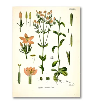 בציר הבוטני פוסטרים, הדפסי קיר המטבח תמונות קוהלר של צמחי מרפא בד הציור. סלון עיצוב הבית